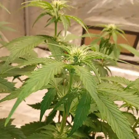 Divine seeds