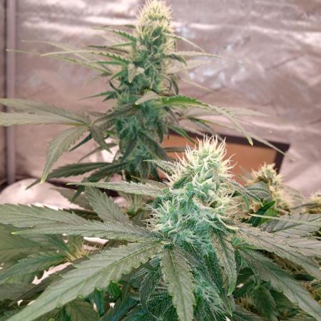 ganja farmer 2