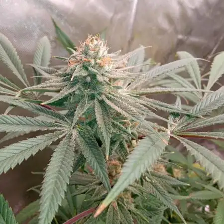 maui waui