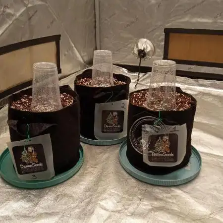 Divine seeds
