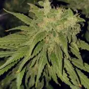 eternity grow cup 2026