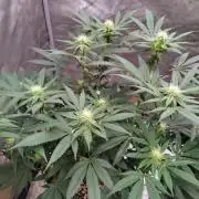 ganja farmer 2