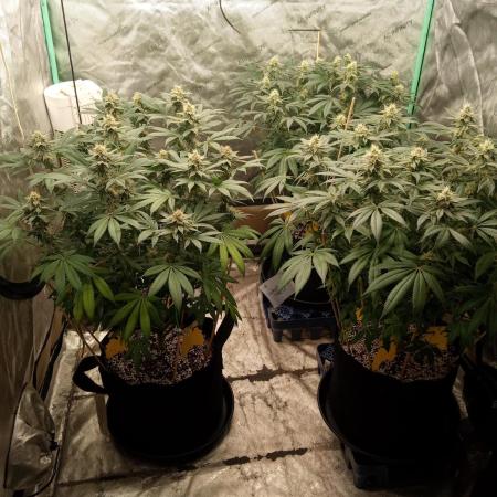 northern lights