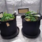 ganja farmer 2