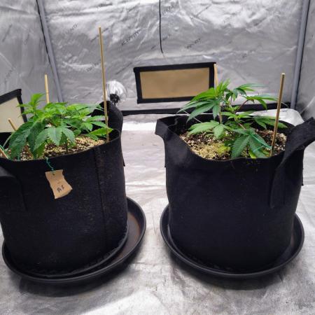 ganja farmer 2