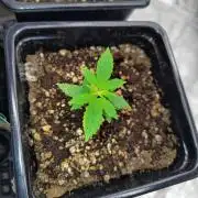 ganja farmer 2