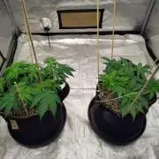 ganja farmer 2