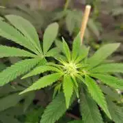 ganja farmer 1