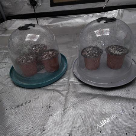 eternity grow cup 2026