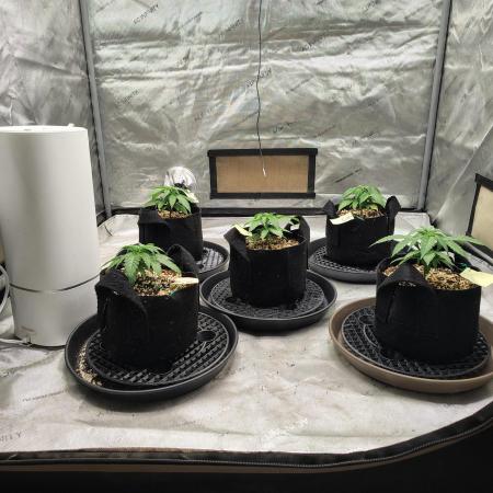 eternity grow cup 2026