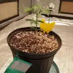 ganja farmer 2