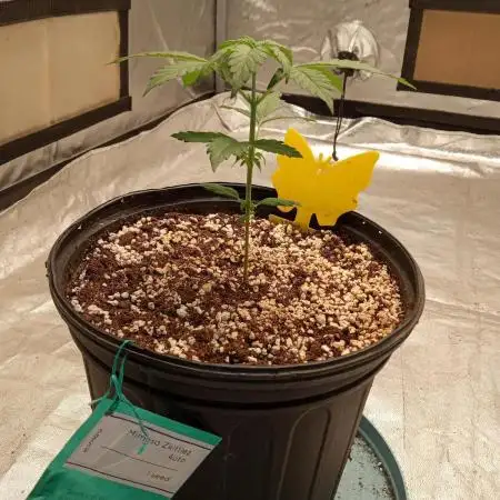 ganja farmer 2