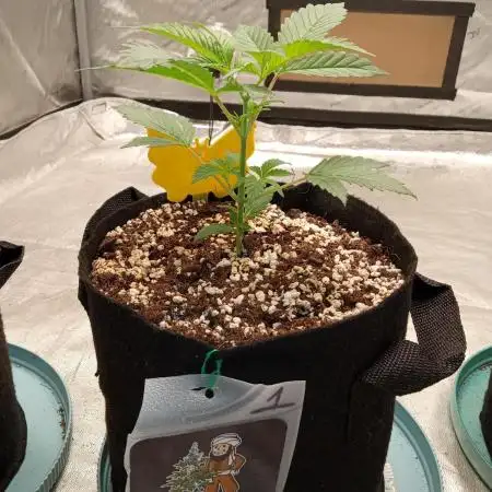 Divine seeds