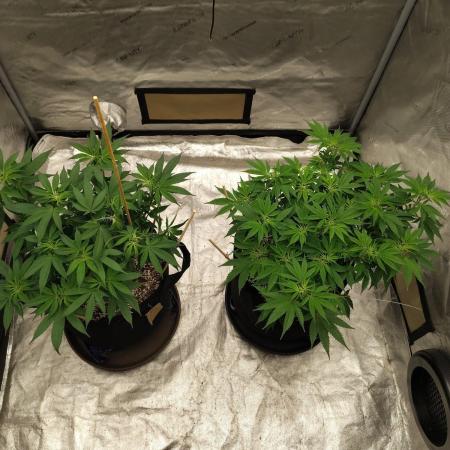 ganja farmer 2