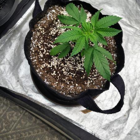 ganja farmer 1