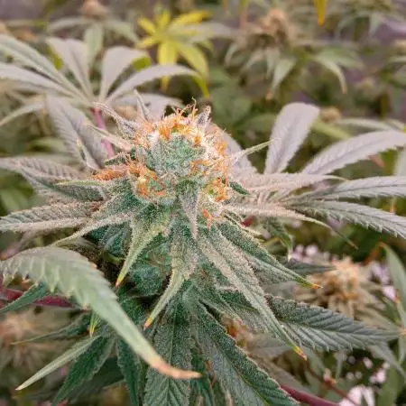maui waui