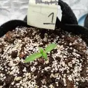 eternity grow cup 2026