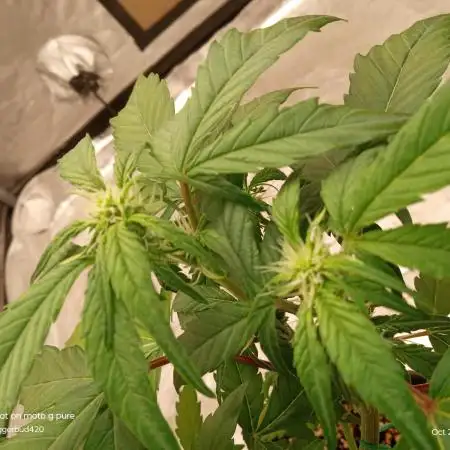 ganja farmer 2