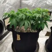 ganja farmer 2