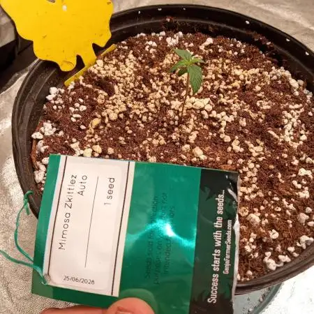 ganja farmer 2