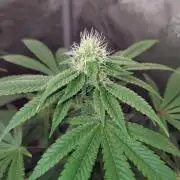 ganja farmer 1