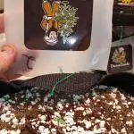 Divine seeds