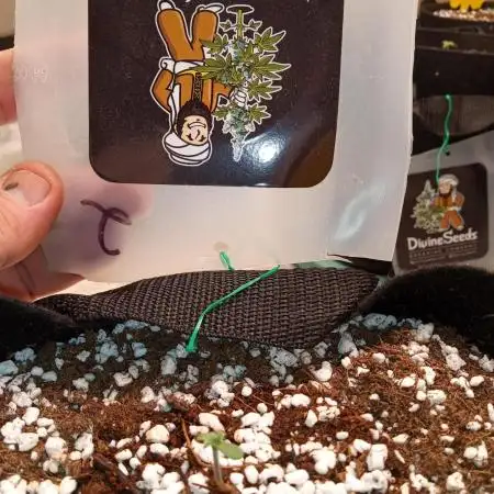 Divine seeds