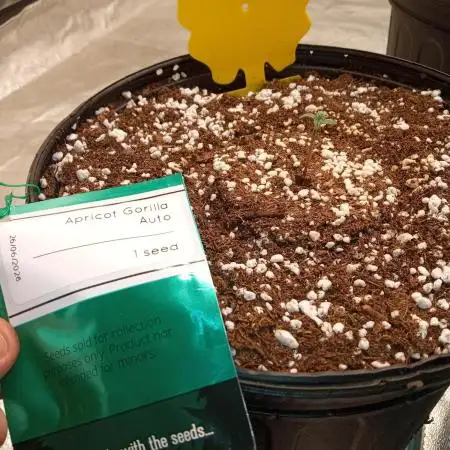 ganja farmer 1