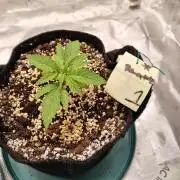 eternity grow cup 2026