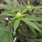 ganja farmer 2