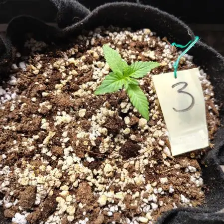 eternity grow cup 2026