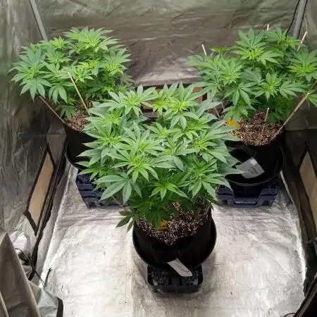 northern lights