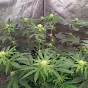 ganja farmer 1