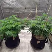 ganja farmer 2