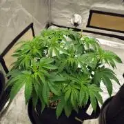ganja farmer 1