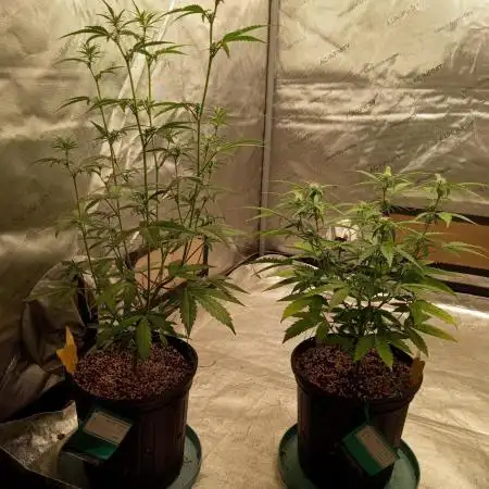 ganja farmer 1