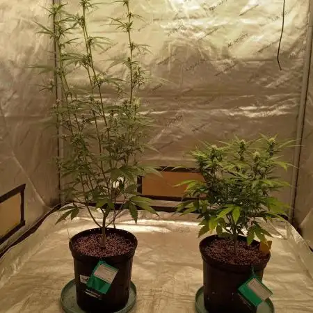 ganja farmer 1