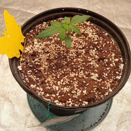 ganja farmer 2