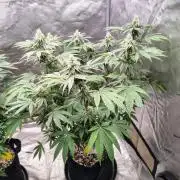 ganja farmer 2