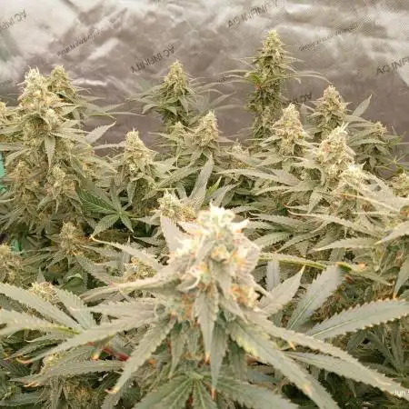 ganja farmer