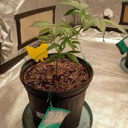 ganja farmer 2