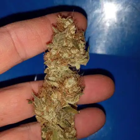 northern lights