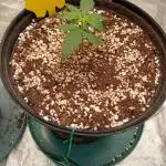 ganja farmer 1