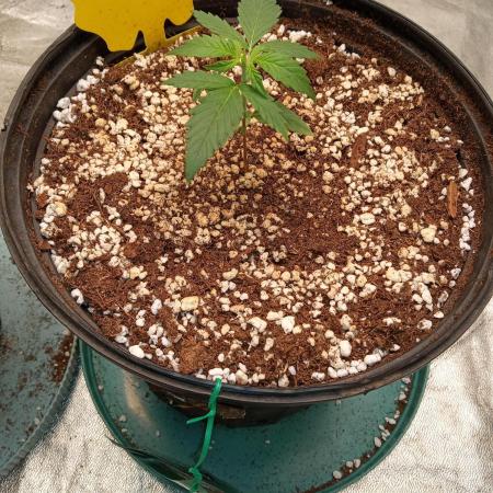 ganja farmer 1
