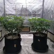 ganja farmer 1