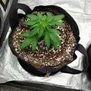 ganja farmer 2