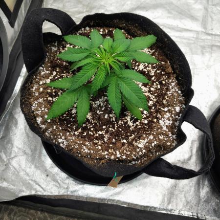 ganja farmer 2