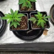 ganja farmer 2