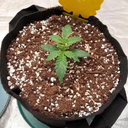 Divine seeds