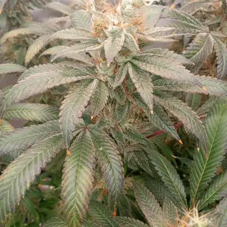 northern lights